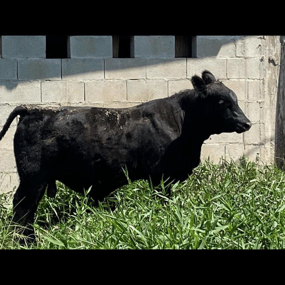 Nova Campestre 0021 Feder - Imagem 6