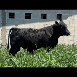 Nova Campestre 0021 Feder