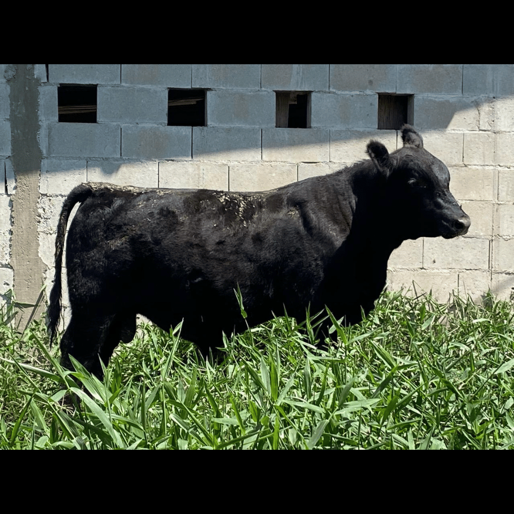 Nova Campestre 0021 Feder