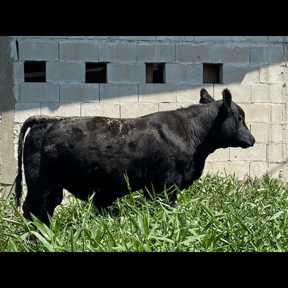 Nova Campestre 0021 Feder - Imagem 4