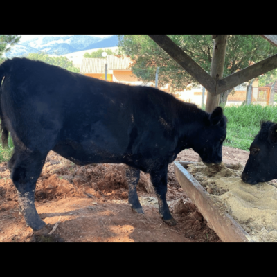 Nova Campestre Esmeralda