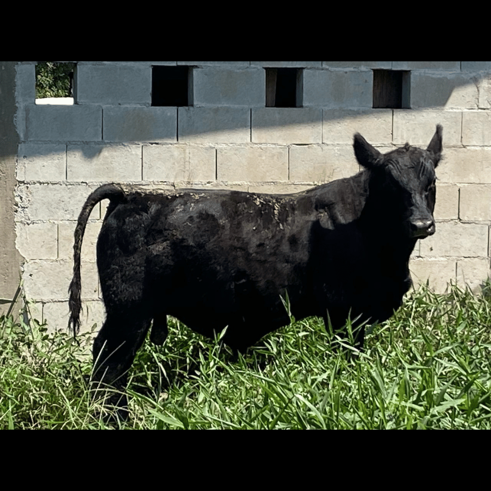 Nova Campestre 0021 Feder - Imagem 3