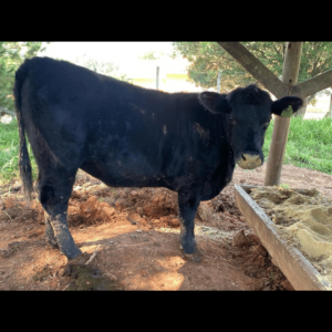 Nova Campestre Esmeralda