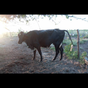 RBB PRINCESA BRASS FIV