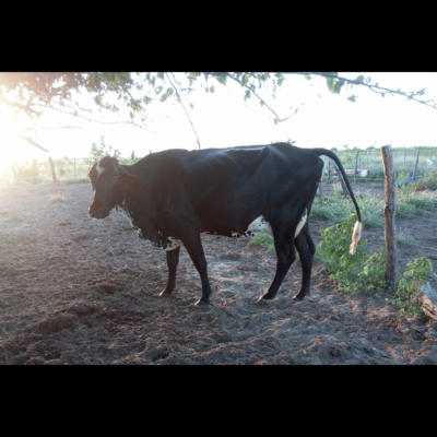 RBB PRINCESA BRASS FIV