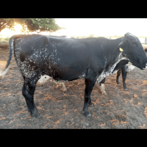 VAZANTE FIV HONDA SANTA LUZIA