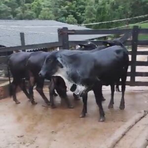 4 NOVILHAS GIROLANDOS