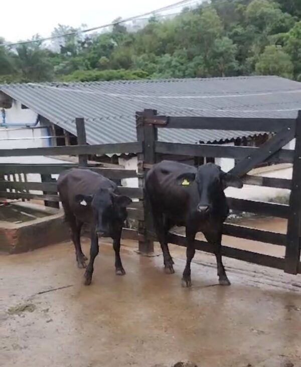 2 NOVILHAS GIROLANDO