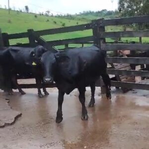 3 NOVILHAS GIROLANDO