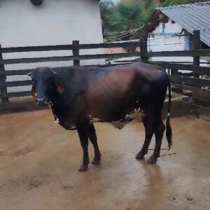 VACA MESTIÇA GIROLANDO