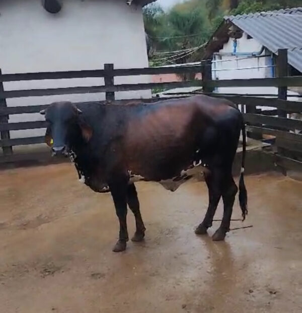 VACA MESTIÇA GIROLANDO