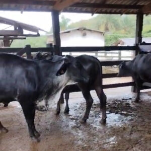 3 NOVILHAS GIROLANDO