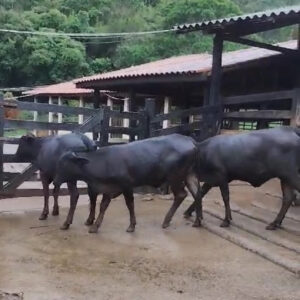 5 NOVILHAS GIROLANDO