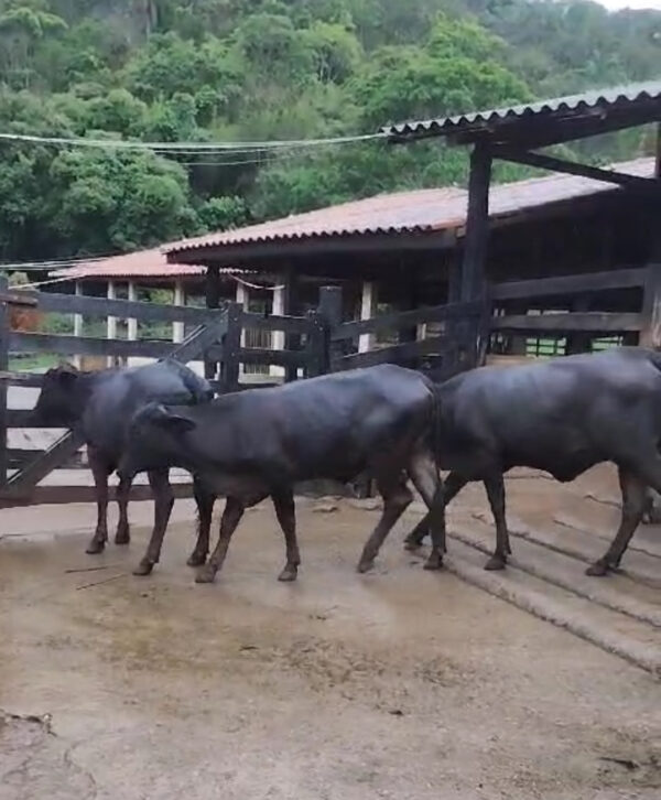 5 NOVILHAS GIROLANDO