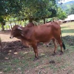 TOURO GIR LEITEIRO