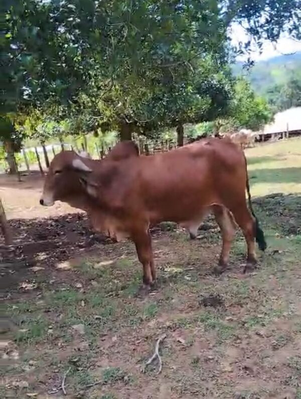 TOURO GIR LEITEIRO