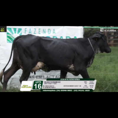 LOTE 16 MELISSA FIV DYNAMO VCV