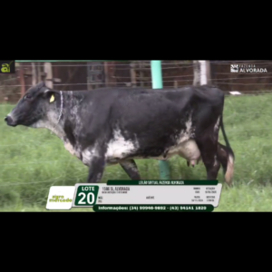 LOTE 20 1586 SL ALVORADA
