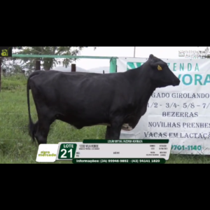 LOTE 21 1233 VILA VERDE