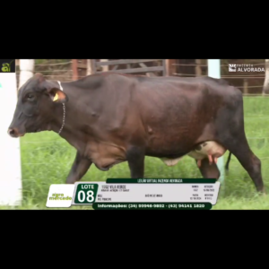 LOTE 08 1552 VILA VERDE