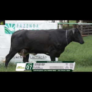 LOTE 07 CATIRA EDGE CANOAS