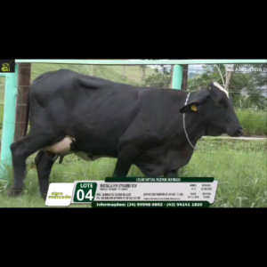 LOTE 04 MICAELA FIV DYNAMO VCV