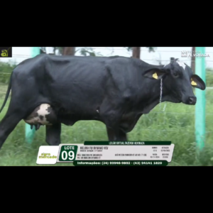 LOTE 09 MELINA FIV DYNAMO VCV