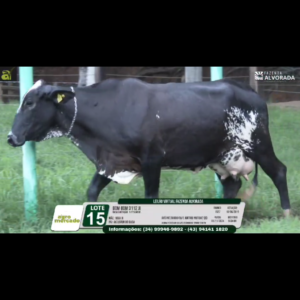 LOTE 15 BOM BOM 3112 JI