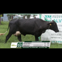 LOTE 02 LATOYA FIV DYNAMO VCV - Image 5