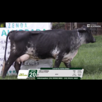 LOTE 20 1586 SL ALVORADA - Imagem 4