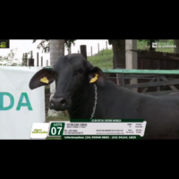 LOTE 07 CATIRA EDGE CANOAS - Image 4