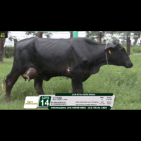LOTE 14 277 FIV RGG - Image 3