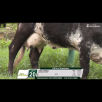 LOTE 20 1586 SL ALVORADA - Imagem 3