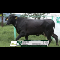 LOTE 07 CATIRA EDGE CANOAS - Image 3