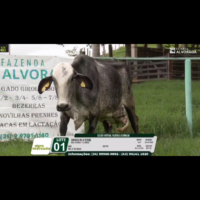 LOTE 01 SORAYA VILA VERDE - Image 4
