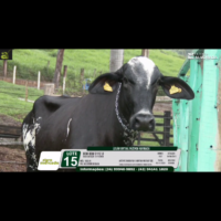 LOTE 15 BOM BOM 3112 JI - Image 3