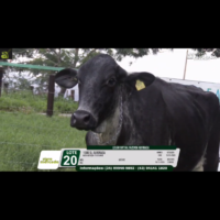 LOTE 20 1586 SL ALVORADA - Imagem 2