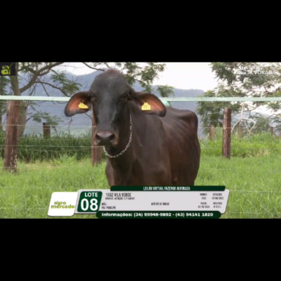 LOTE 08 1552 VILA VERDE