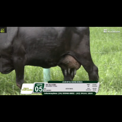 LOTE 05 885 VILA VERDE