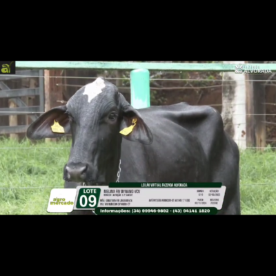 LOTE 09 MELINA FIV DYNAMO VCV