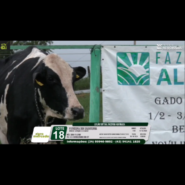 LOTE 18B FEITICEIRA DIDI SALVATERRA