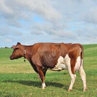 LOTE 02 BARRETO MANDY-RED TRACY BERLIN-RED V-292 - Image 2