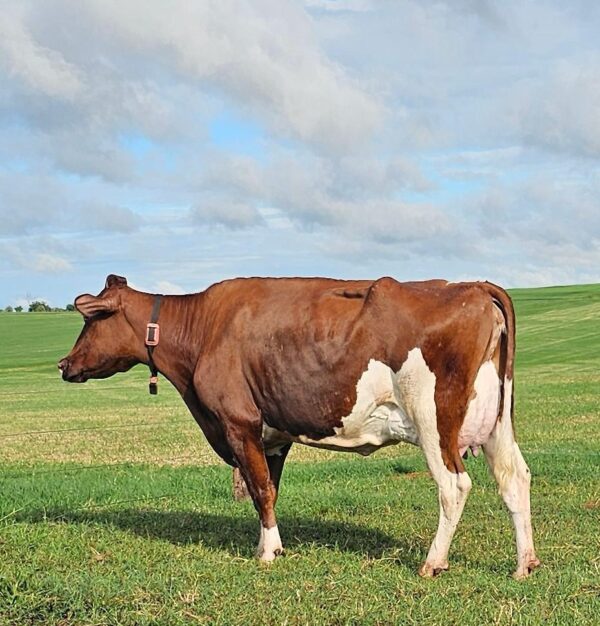 LOTE 02 BARRETO MANDY-RED TRACY BERLIN-RED V-292