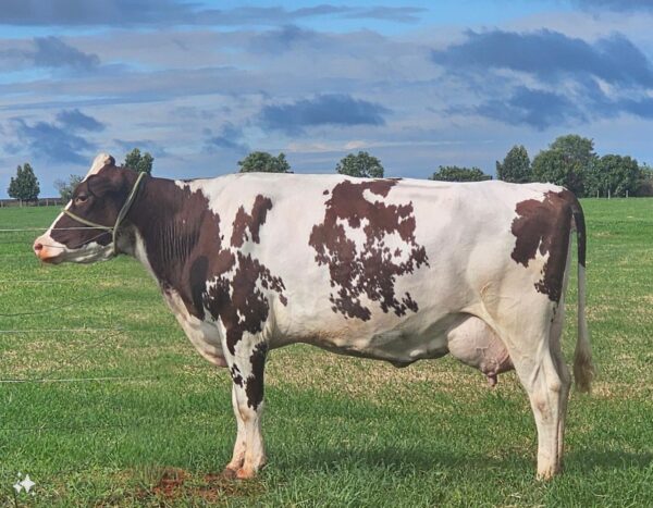 LOTE 03 BARRETO KATRINA-RED YANKA BERLIN-RED V-293