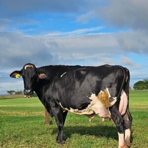 LOTE 04 BARRETO MIMOSA VIVIANA NATANAEL - V295