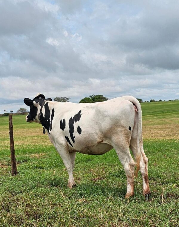LOTE 06 BARRETO JOELMA TUPI IMPERIAL 2602