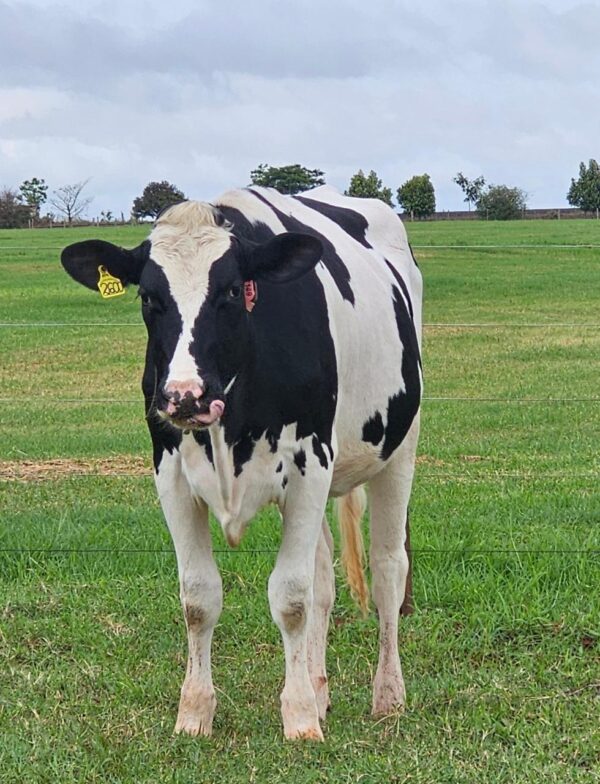 LOTE 07 BARRETO ELOA MANU MARBLE RED 2600