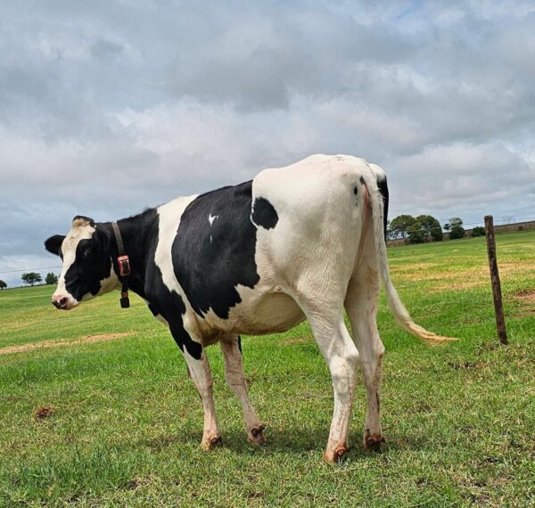 LOTE 08 BARRETO ANTONIA GENOVA MARBLE RED 2592