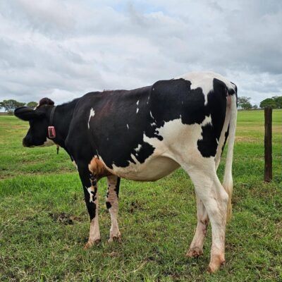 LOTE 09 BARRETO LOIS LOLITA MARBLE RED V-351