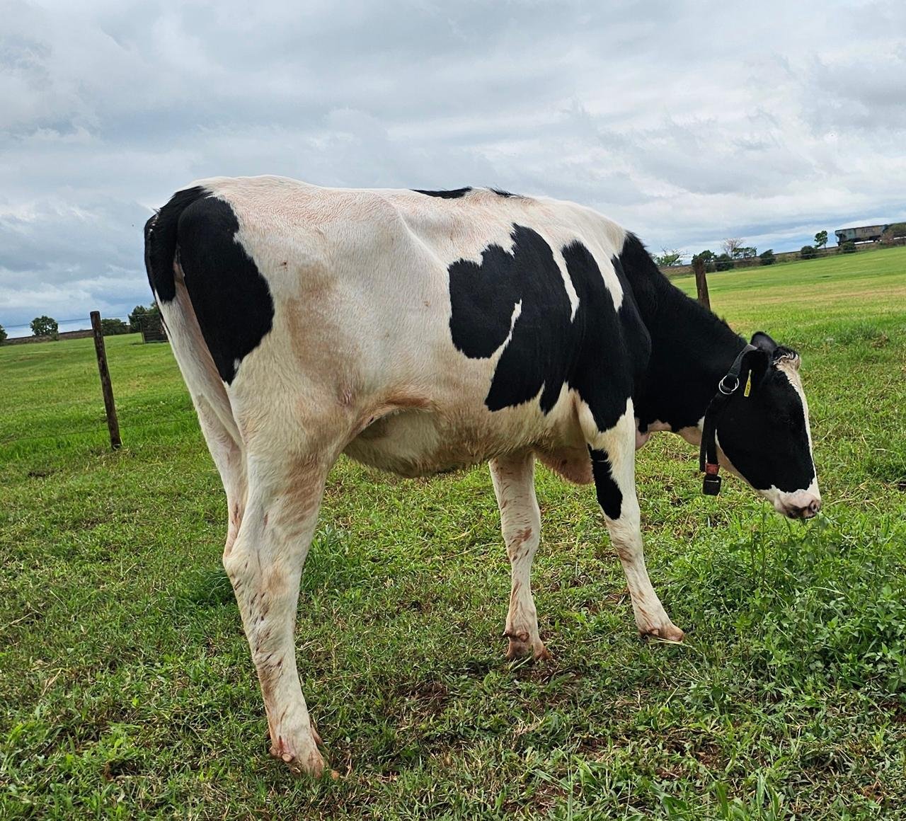 LOTE 10 BARRETO LUARA WHITE MARBLE RED 083